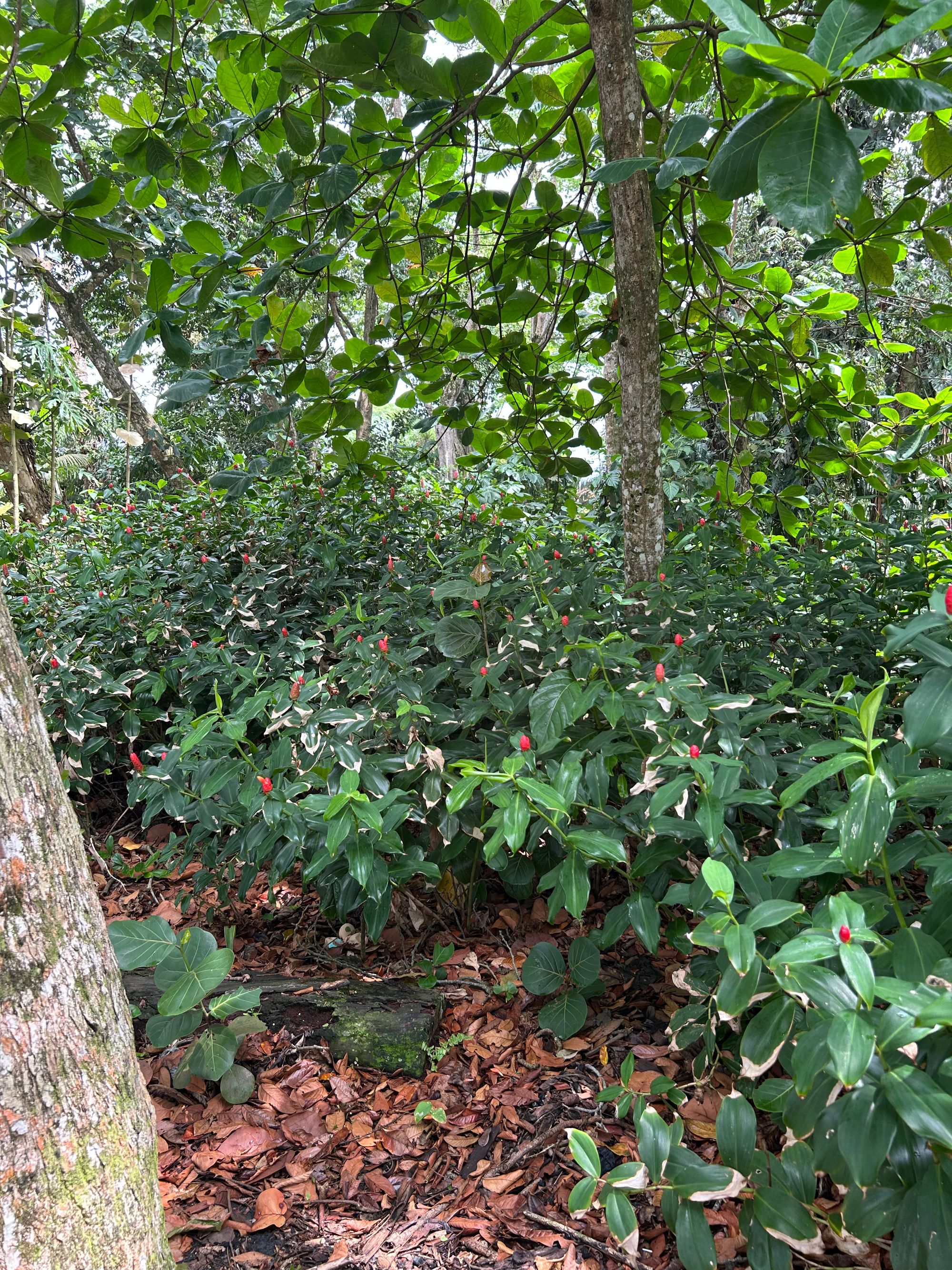 Wild Tropicals Blog Information