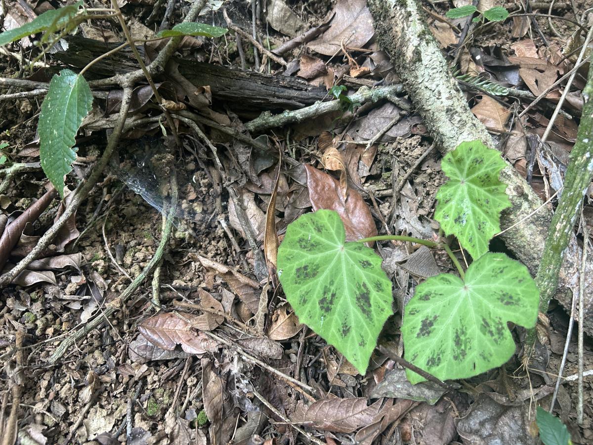 Begonia plebeja, a native tropical begonia from Costa Rica, growing naturally within humid forest understory conditions with textured foliage and delicate asymmetrical leaves adapted to seasonal tropical environments.