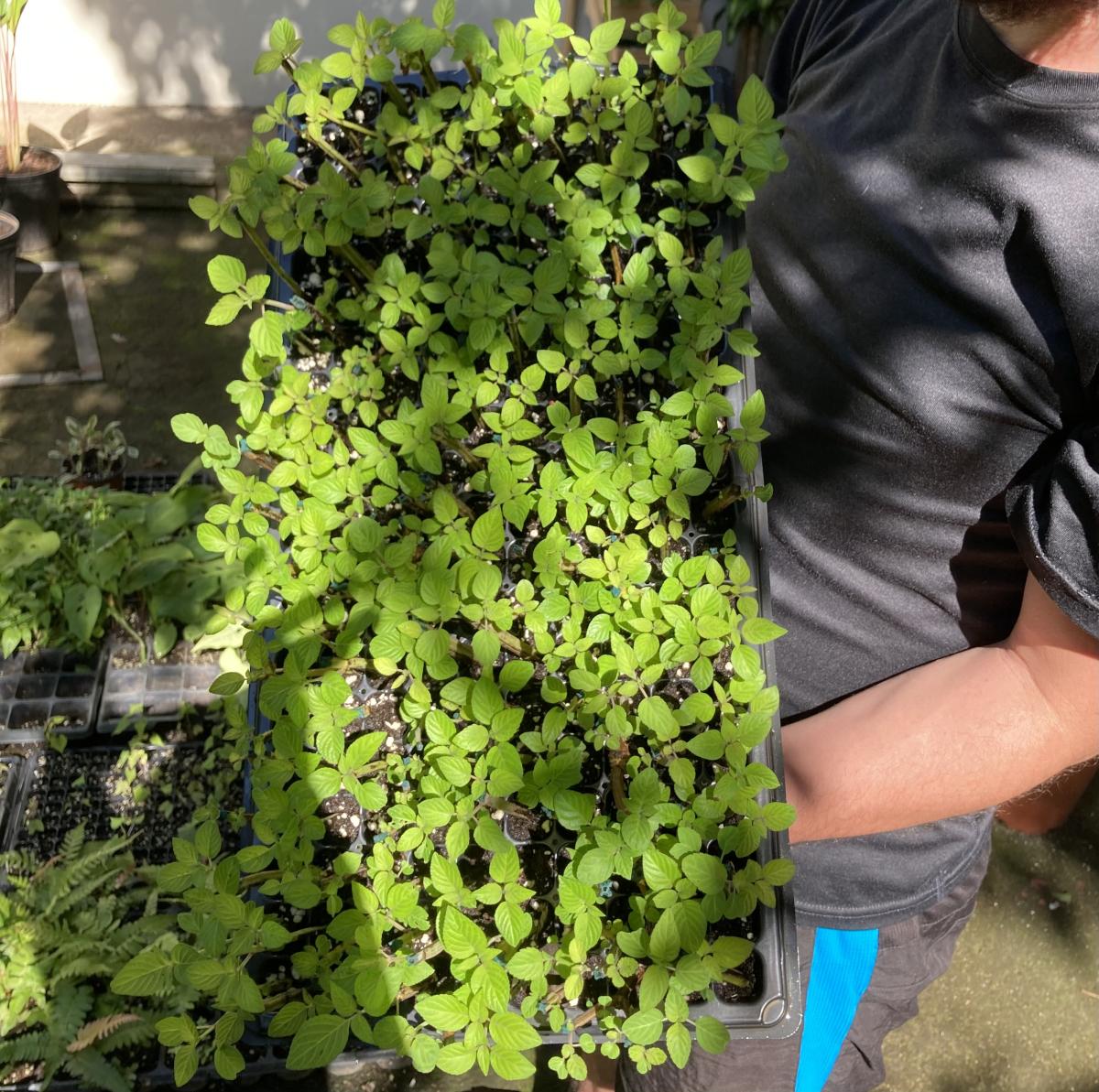 Propagation tray containing cuttings of Salvia polystachya, a native tropical flowering species from Costa Rica, cultivated inside a humid nursery environment for ecological landscaping and restoration projects.