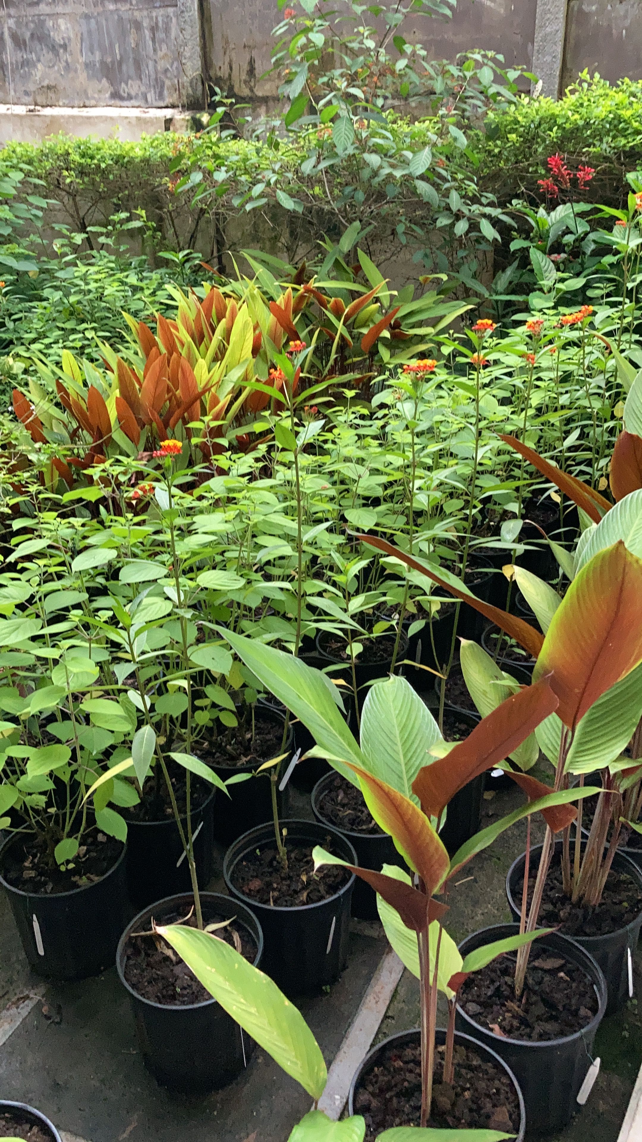 Tropical plant propagation and native ecosystem development inside a living nursery in Costa Rica.