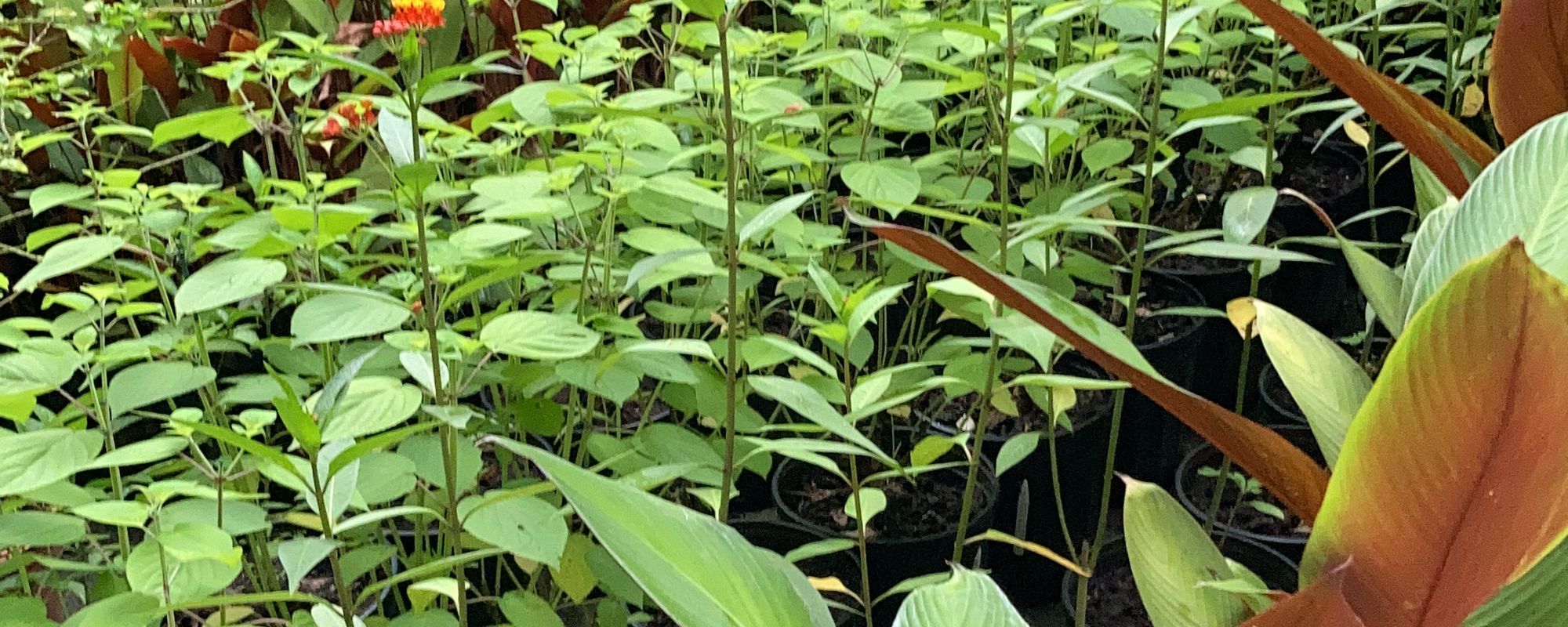 Tropical plant propagation and native ecosystem development inside a living nursery in Costa Rica.