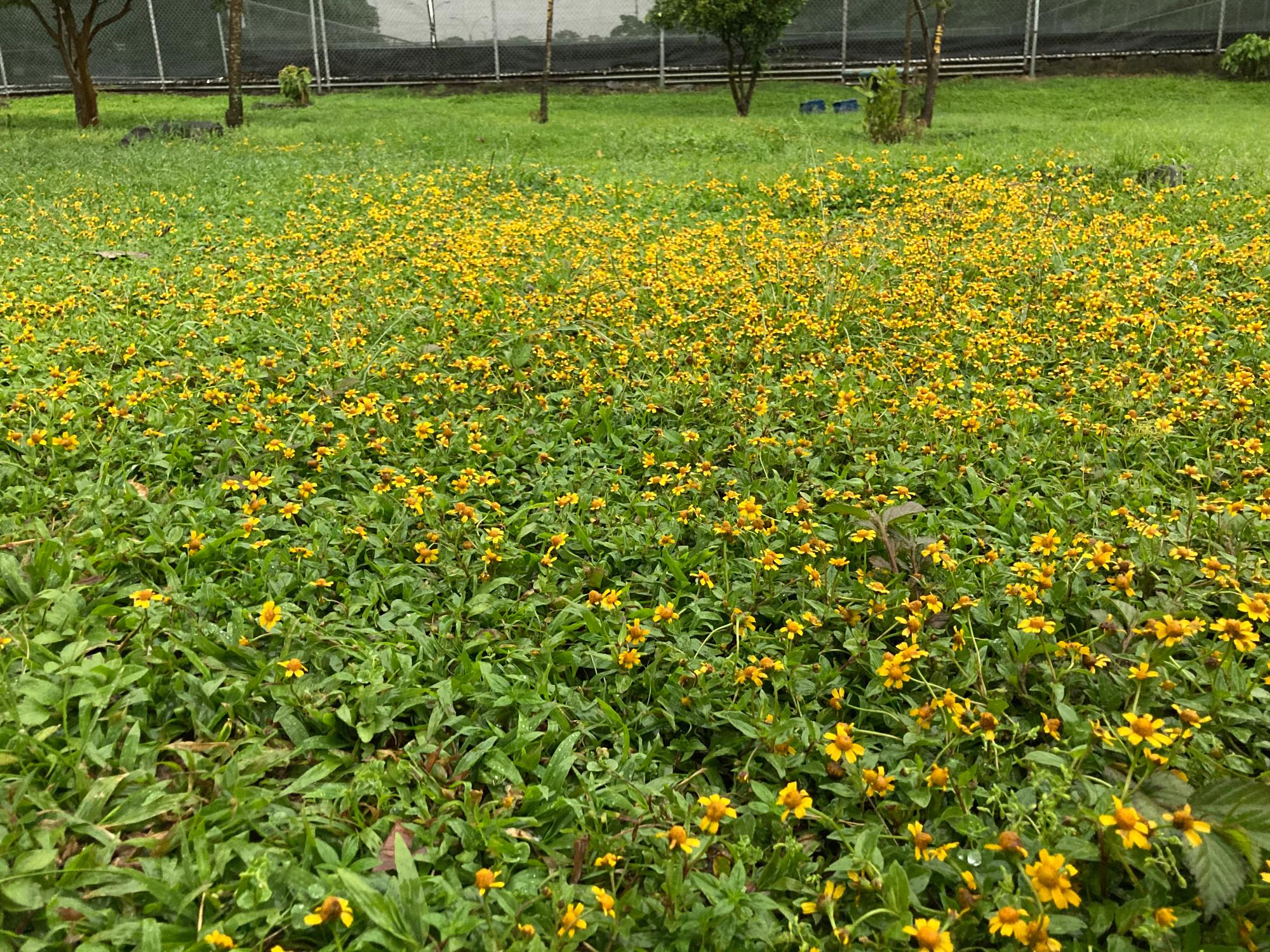 Wild Tropicals Blog Information