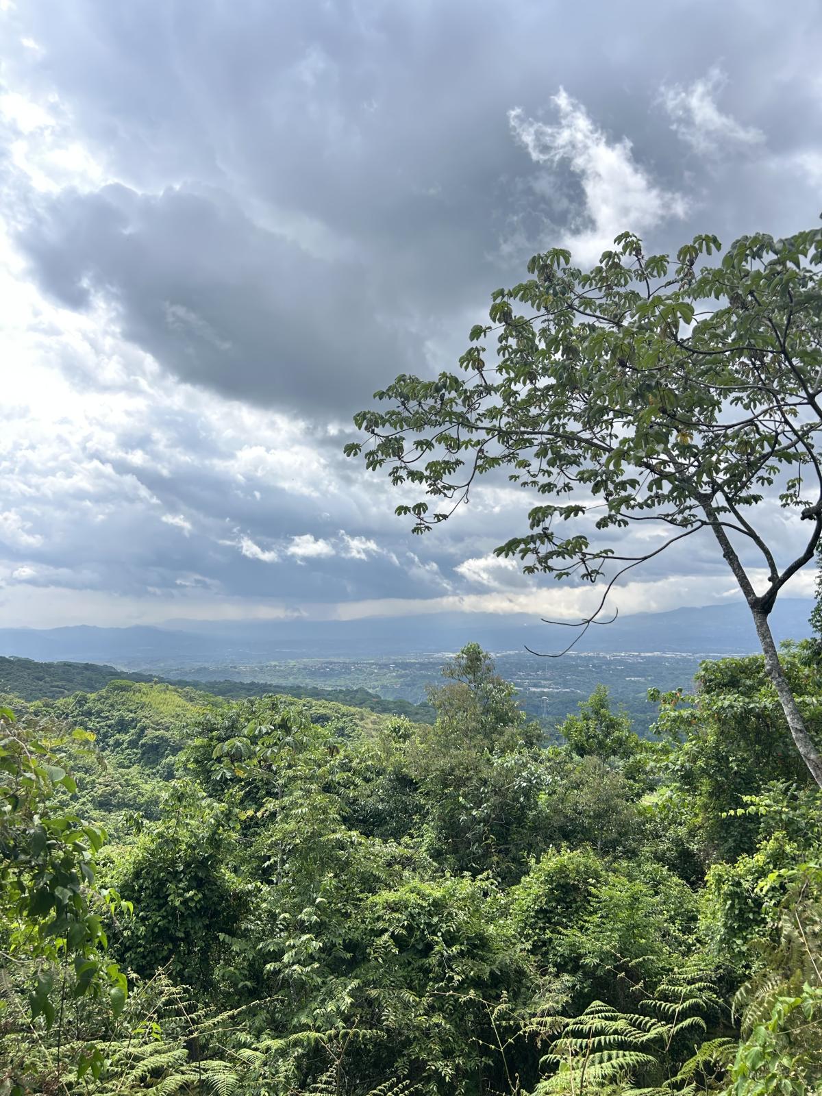 Wild Tropicals project integrating native biodiversity into a human-centered landscape.