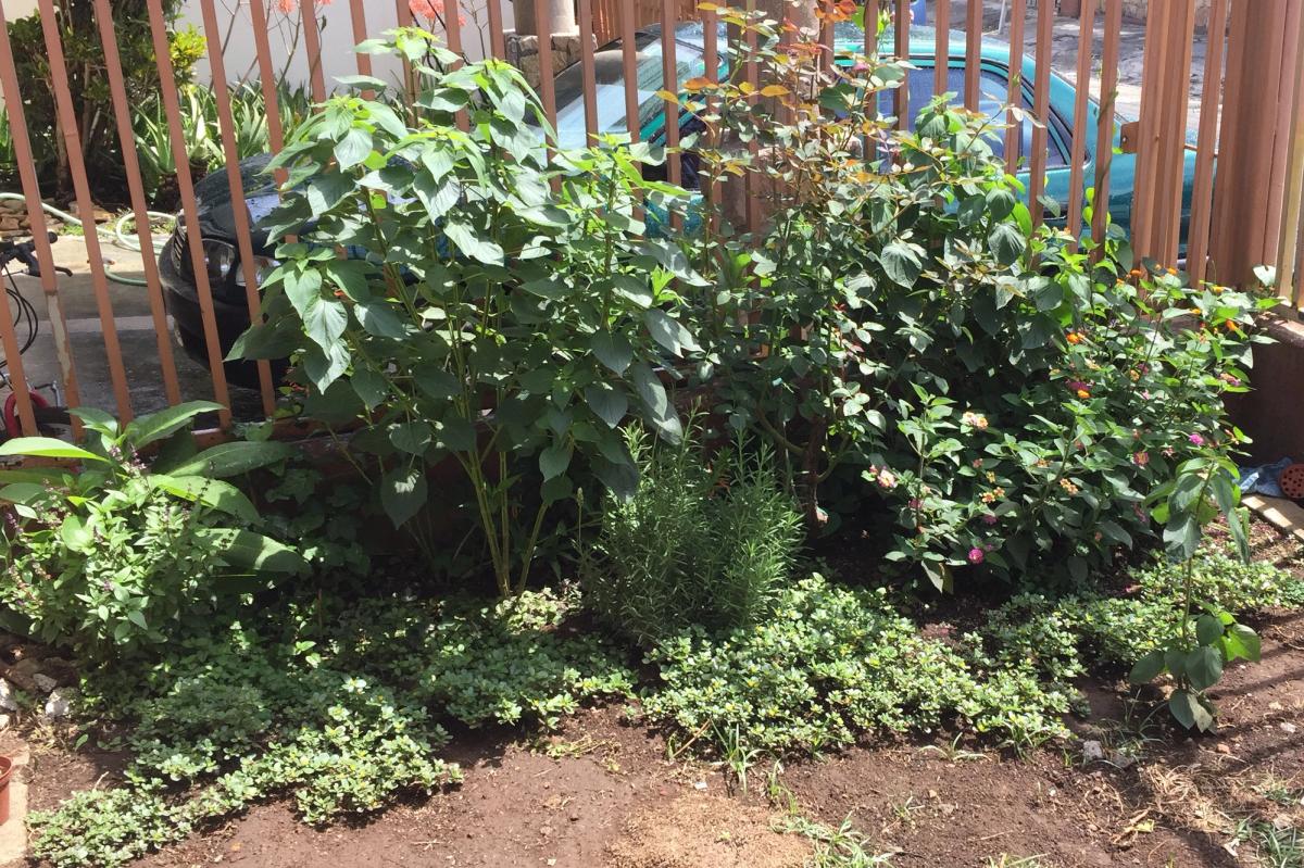 native bush garden