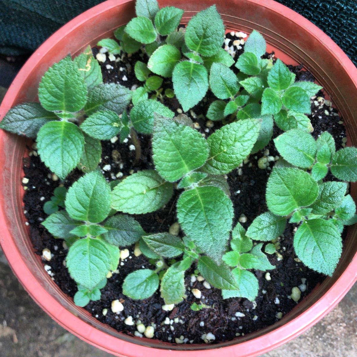 Early native plant propagation efforts in a small backyard nursery in Grecia, Costa Rica, where experimentation with tropical species first began.