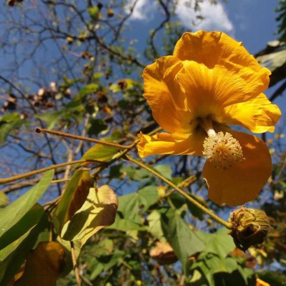 Bakeridesia nelsonii, a native tropical flowering species from Costa Rica growing under humid tropical conditions, valued for its ornamental blooms, ecological importance and potential for biodiversity-friendly landscape design.