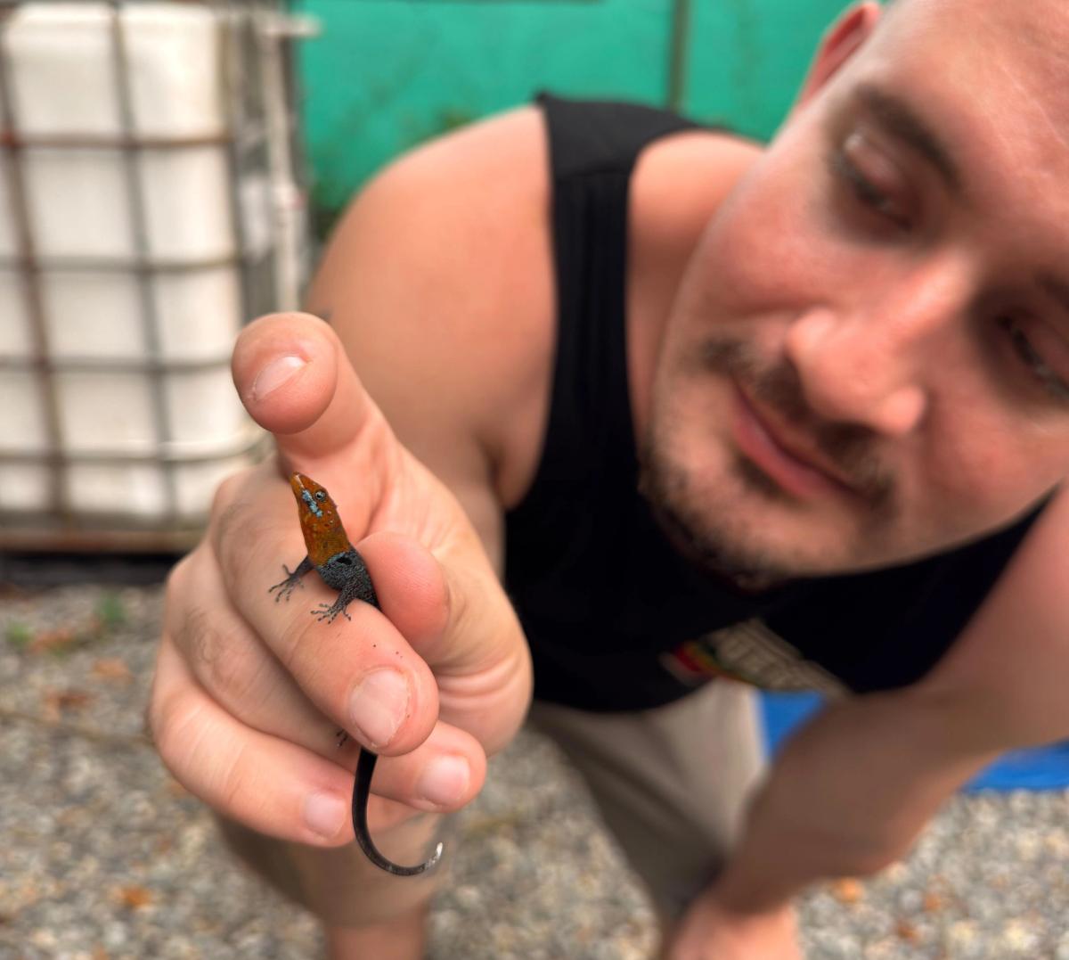 yellow headed gecko