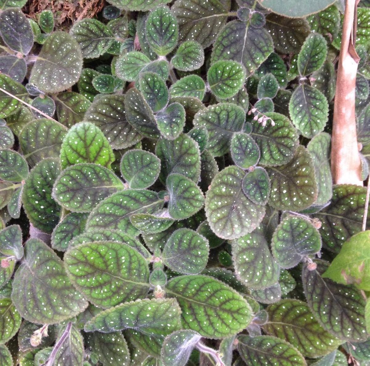 Native Costa Rican gesneriad growing under humid tropical conditions, representing one of the many understudied species with horticultural potential.