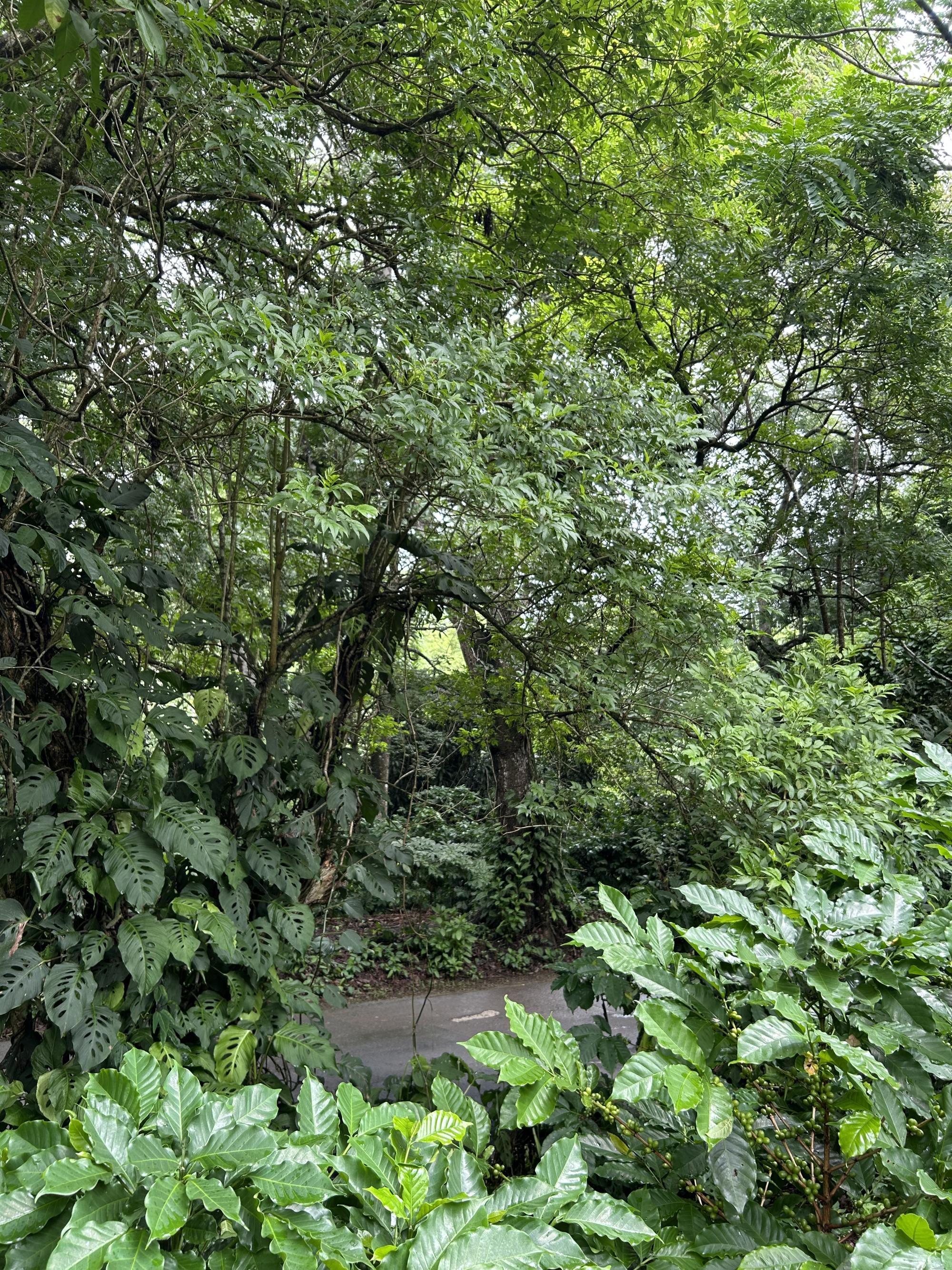 Remnant premontane rainforest in Costa Rica's western Central Valley.