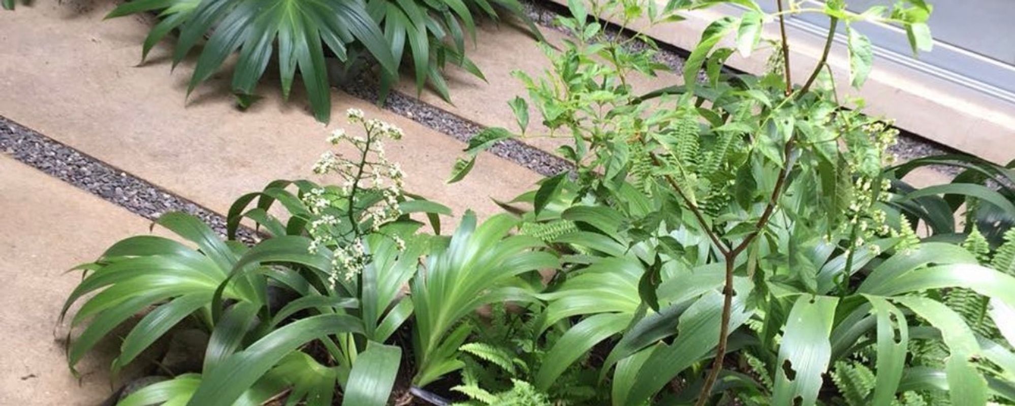 Tropical architecture integrated with native biodiversity and ecological landscape design in Costa Rica.