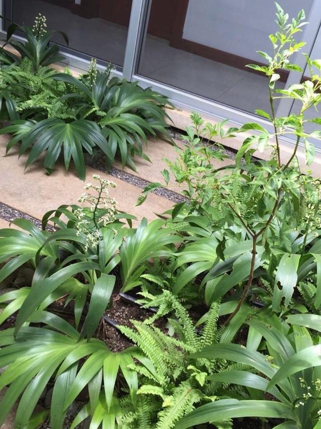 Tropical architecture integrated with native biodiversity and ecological landscape design in Costa Rica.