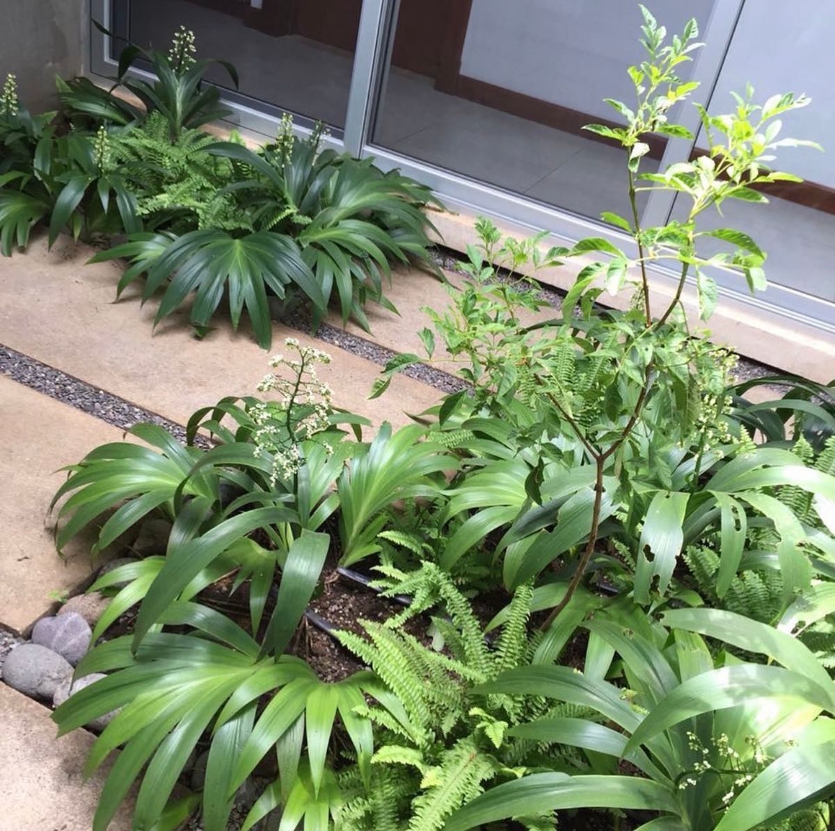 Native tropical shrubs and vegetation growing within a heavily urbanized concrete environment.