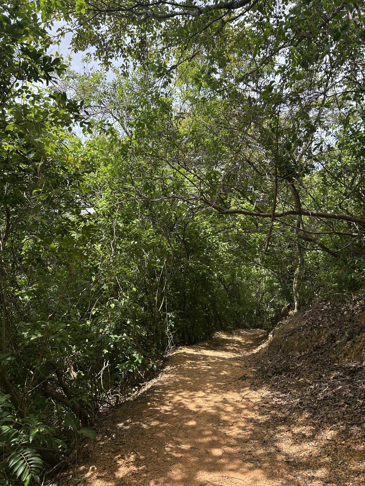 Premontane wet forest ecosystem in Costa Rica featuring native tropical vegetation characteristic of the Bosque Húmedo Premontano (BHP), with dense understory, humid conditions and layered biodiversity.