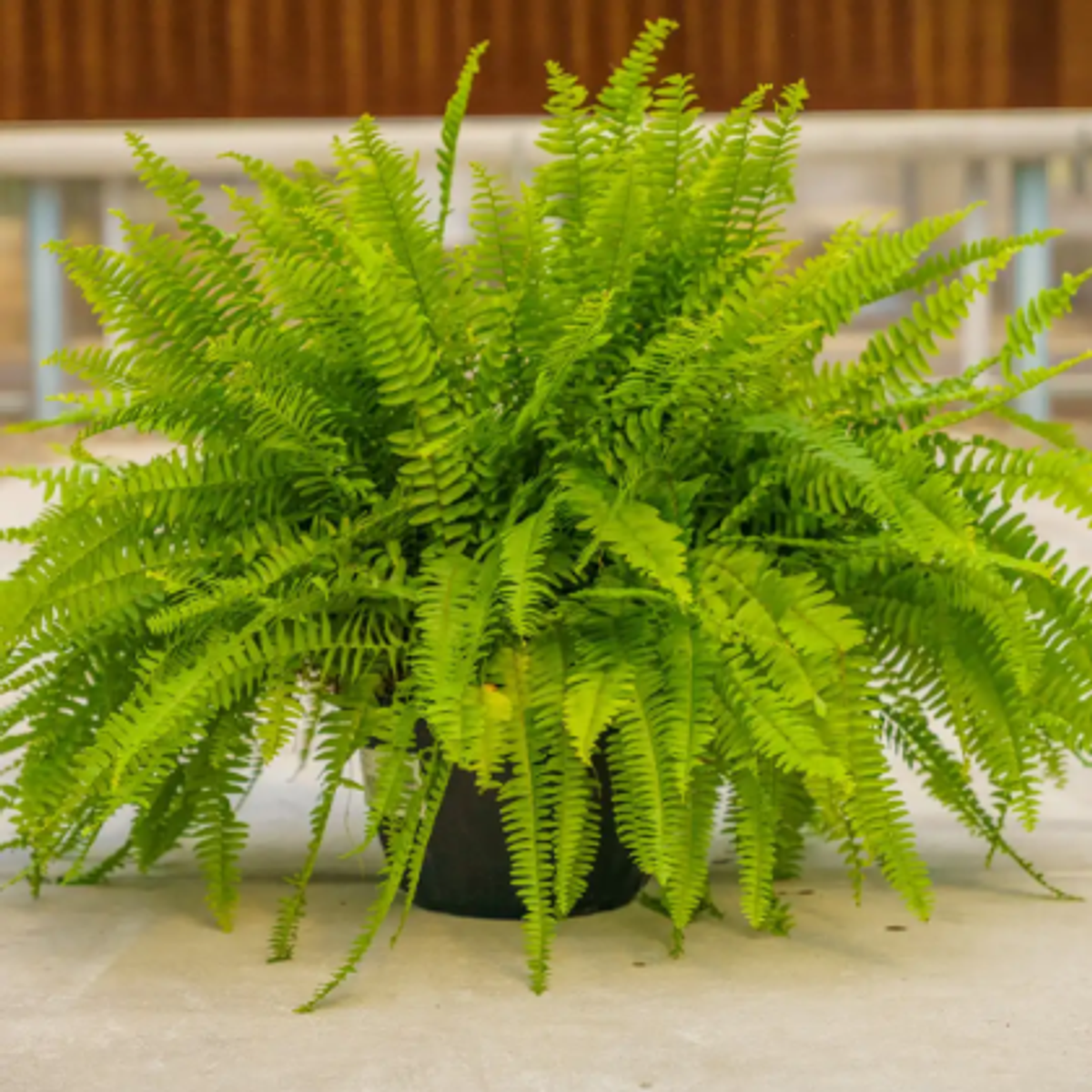 Boston fern fronds with fine texture