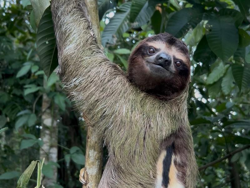 Native tropical gardens supporting biodiversity, pollinators and ecological restoration in Costa Rica.
