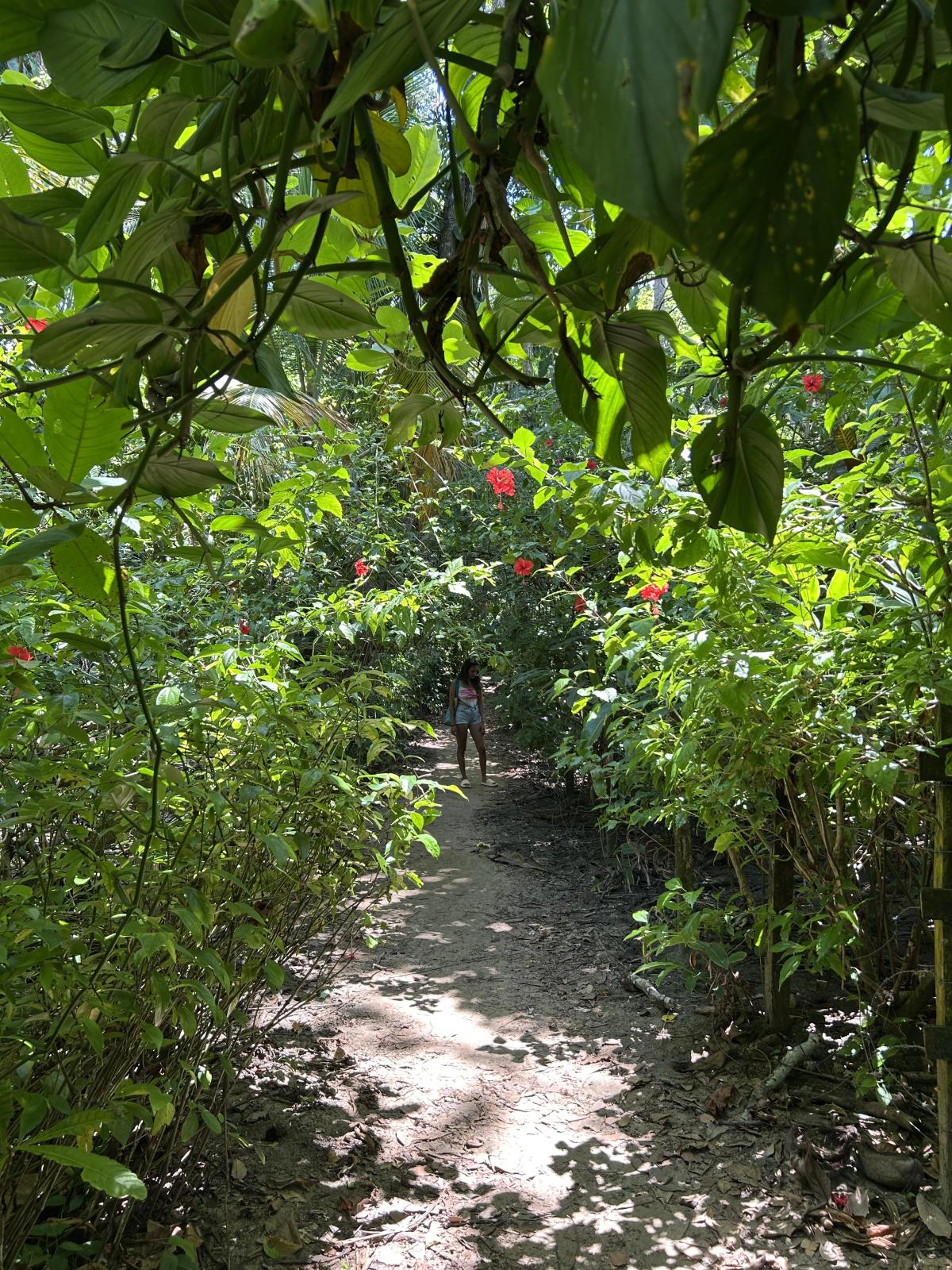 Wild tropical garden in Costa Rica’s South Caribbean region, featuring dense native vegetation, layered understory growth and a natural pathway immersed within humid tropical biodiversity.