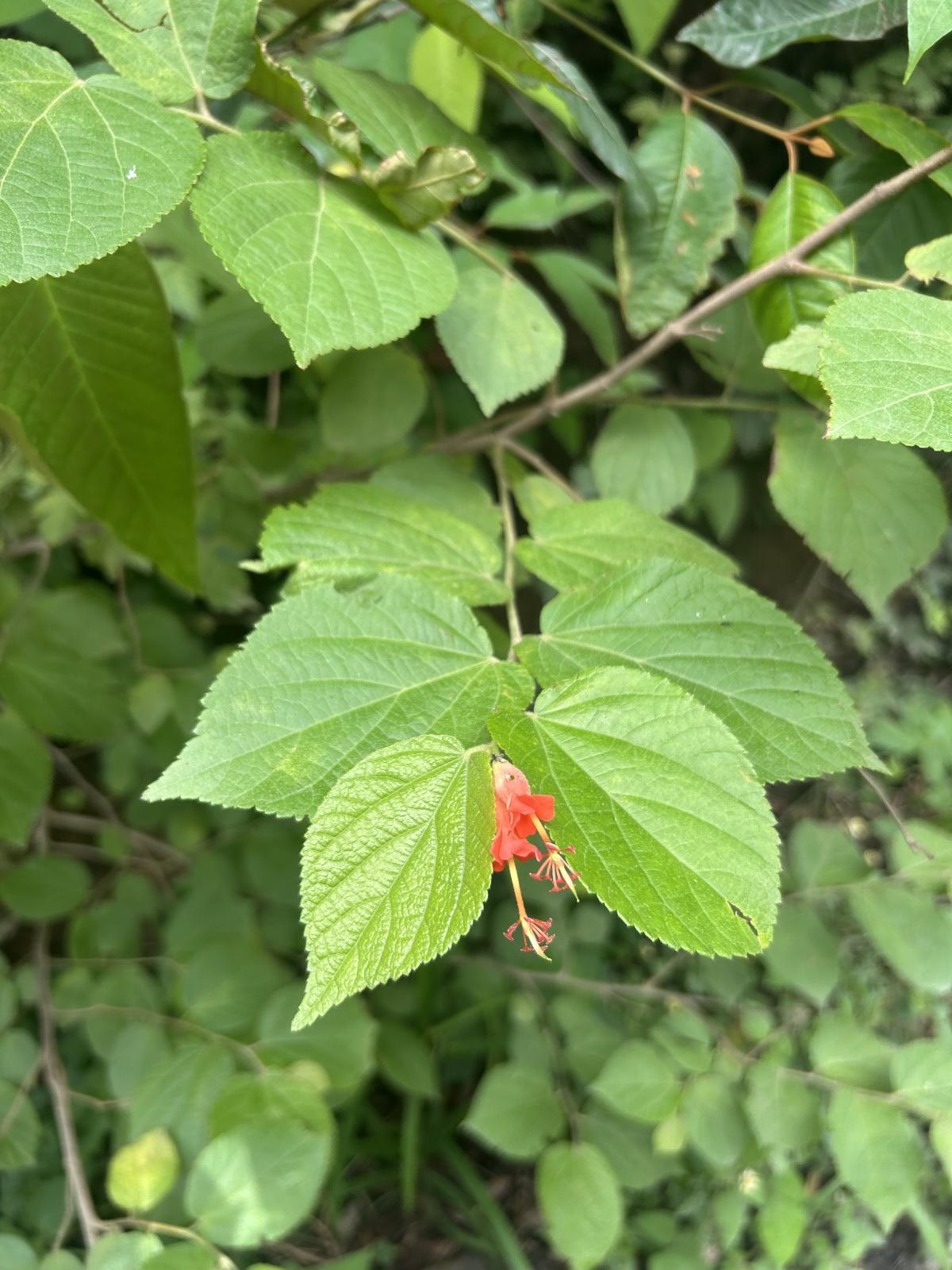 Native Costa Rican plants cultivated for ecological restoration and tropical landscape design.