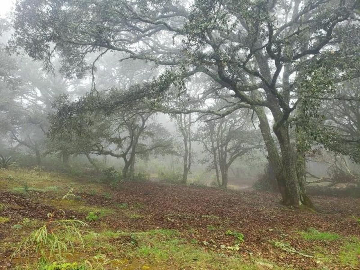 Fotografía de EXCELENTE TERRENO EN VENTA EN SIERRA DE ALVAREZ