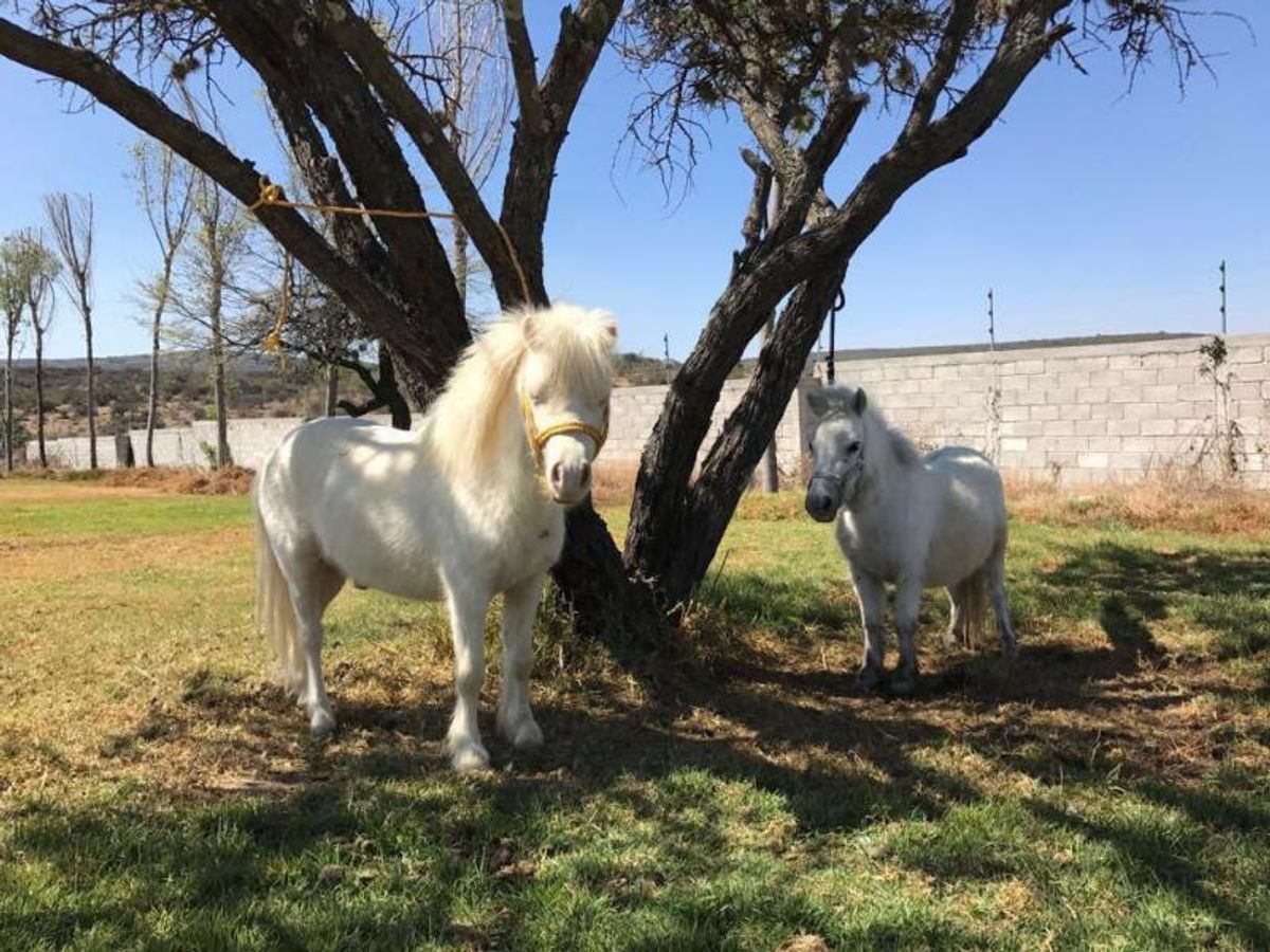 Fotografía de EXCELENTE RANCHO EN VENTA EN SAN MIGUEL ALLENDE