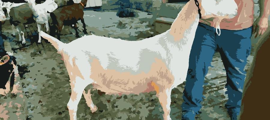 How Milking Goats is Inspiring My Survivor Journey