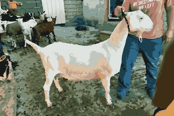 How Milking Goats is Inspiring My Survivor Journey