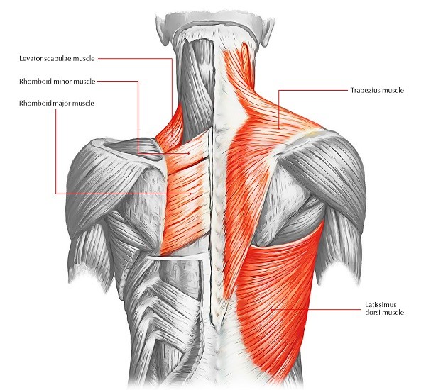 The anatomy of our back - Image.