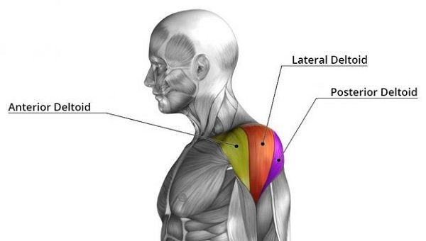 Here are the muscles of the shoulder, also referred to as the deltoid: Anterior, Lateral and Posterior.