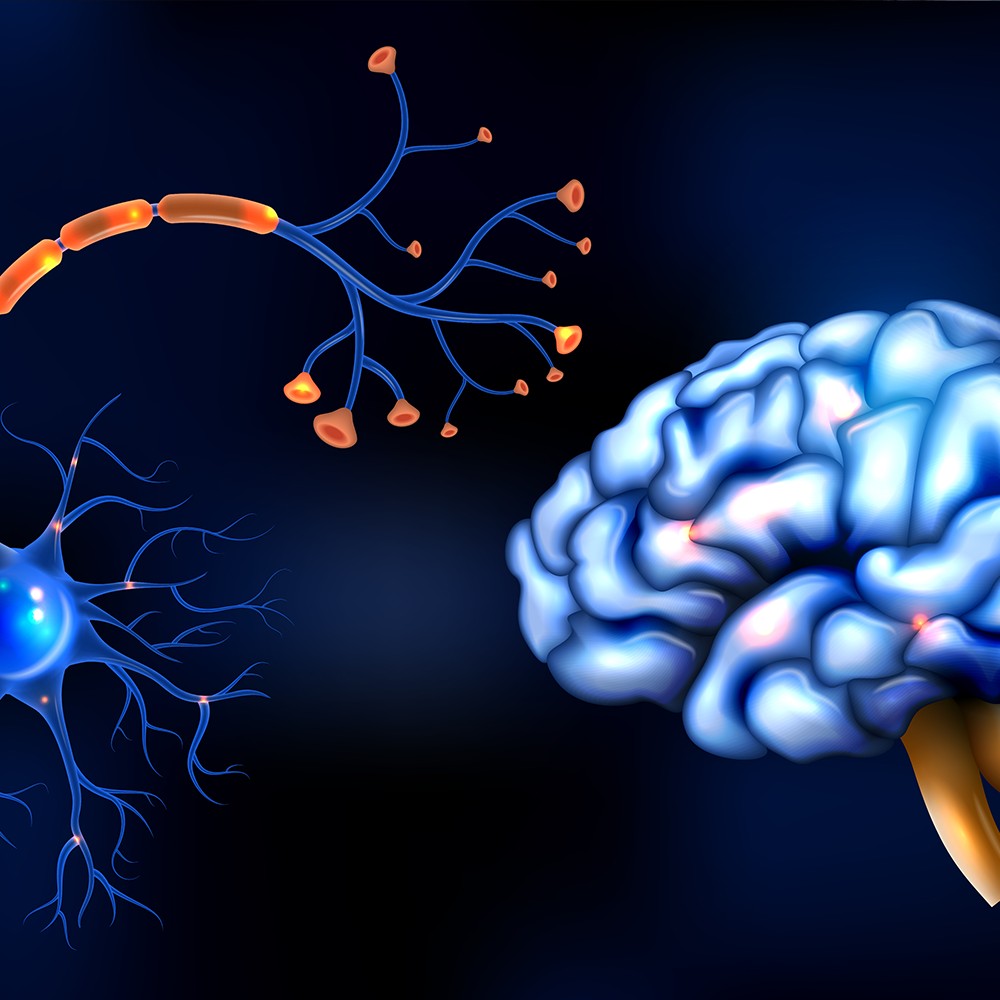Brain Anatomy Image by macrovector on Freepik