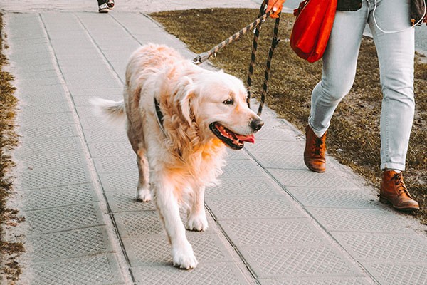 Walking your dog is a great example of NEAT.