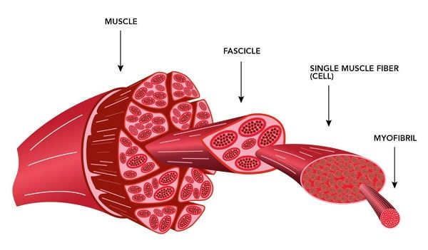 You can see how there are many components to your muscles; made up of the fascicle, then the single muscle cell, and then the myofibril. 