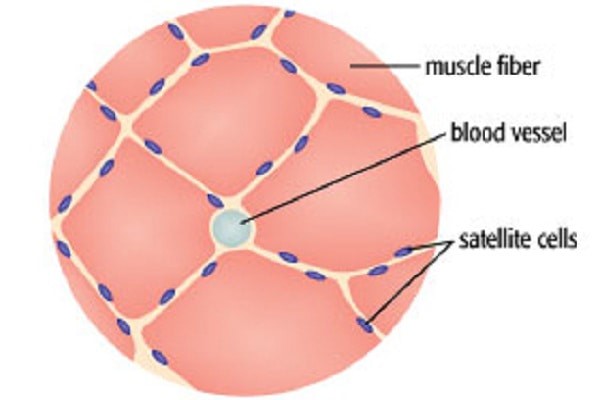 Satellite cells that have a critical role in how much muscle we can grow.