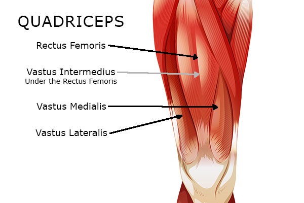 Leg Muscles Quadriceps