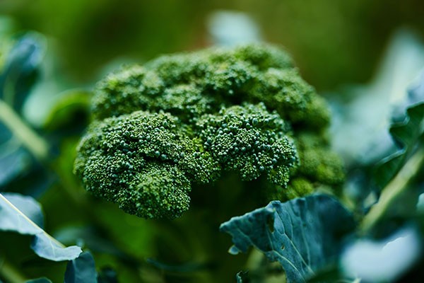 Broccoli. Good luck with a fear campaign against it!