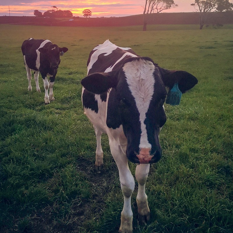 Black and white cows in grass field - bit-cloud-OcEmccVhKa0-unsplash