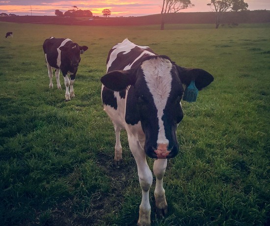 Black and white cows in grass field - bit-cloud-OcEmccVhKa0-unsplash
