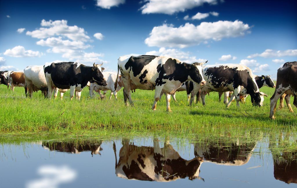 cows-grass-water-reflection