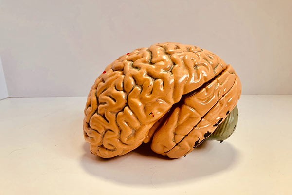 Further to muscle growth and power, creatine supplementation may also brain function and memory.