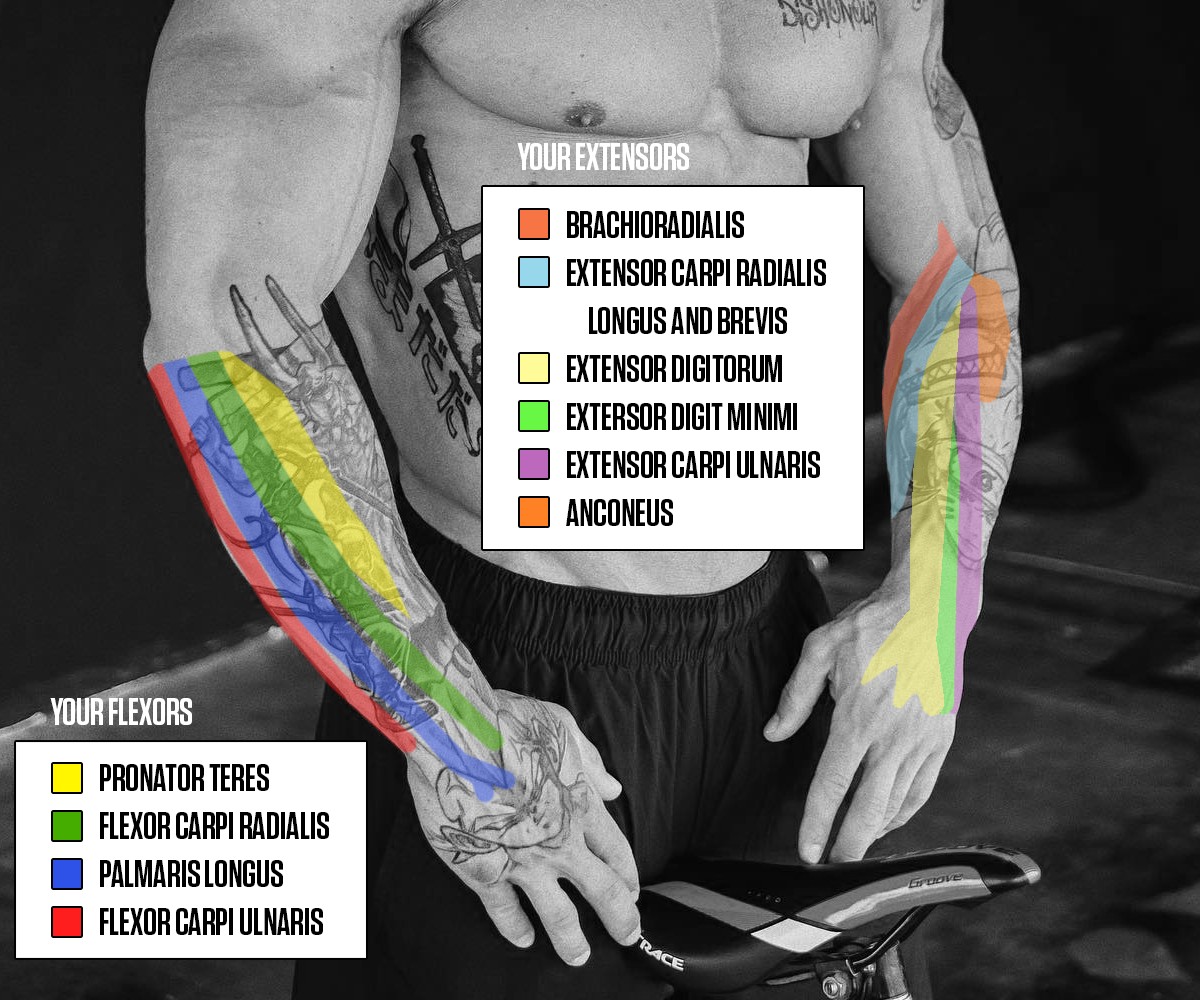 Muscles in your Forearm - Extensors and Flexors