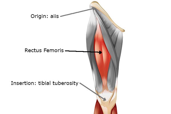 Rectus Femoris