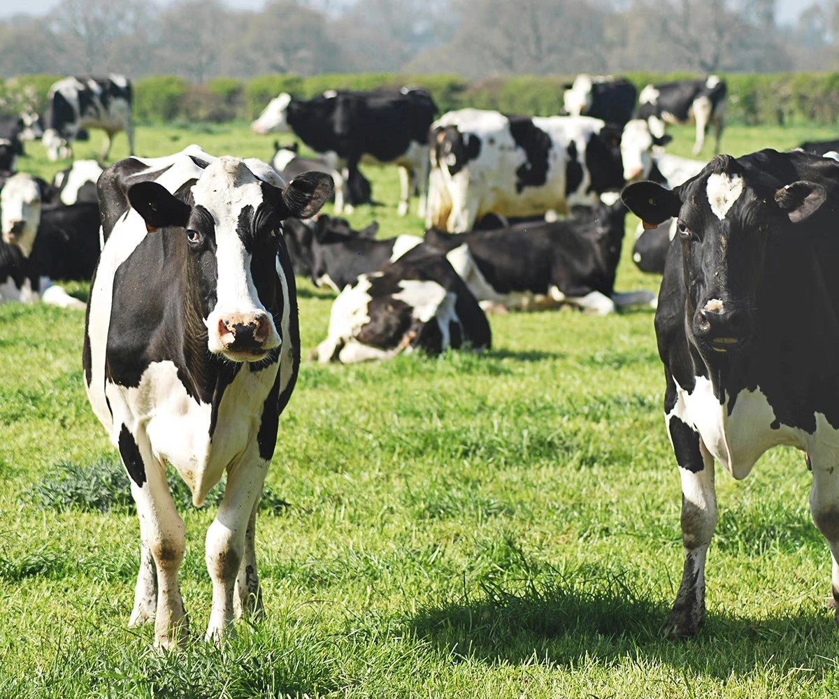 Cows in a paddock
