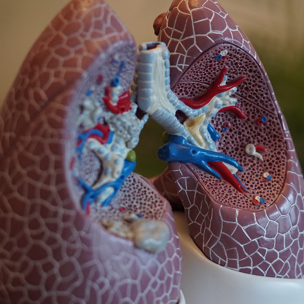 Anatomy Lungs Photo by Robina Weermeijer on Unsplash