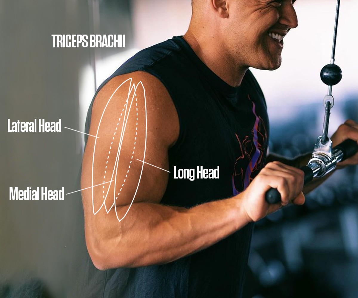 The name "triceps" derives from the fact there are three heads: Long Head, Lateral Head, and Medial Head.