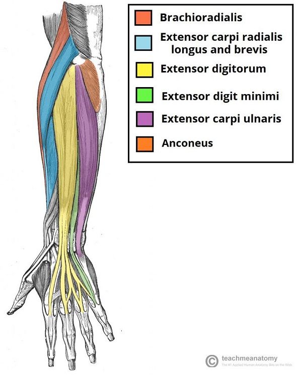 Muscles in the superficial layer of the posterior forearm 