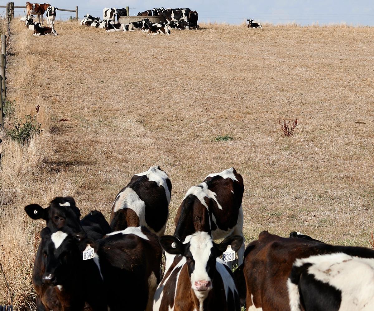 Black and white cows on dry grass - you-le-uK1_mu8BKNU-unsplash