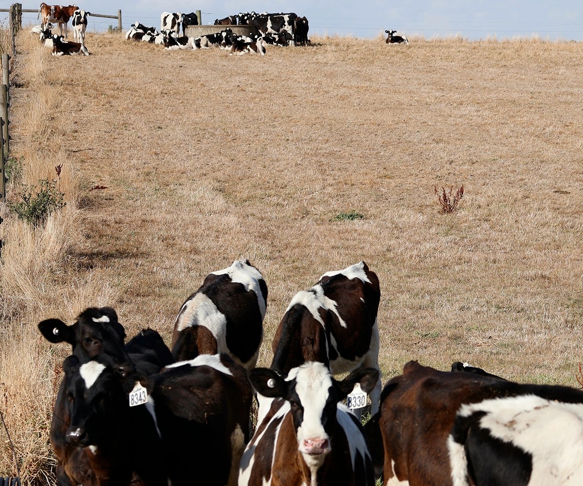 Black and white cows on dry grass - you-le-uK1_mu8BKNU-unsplash