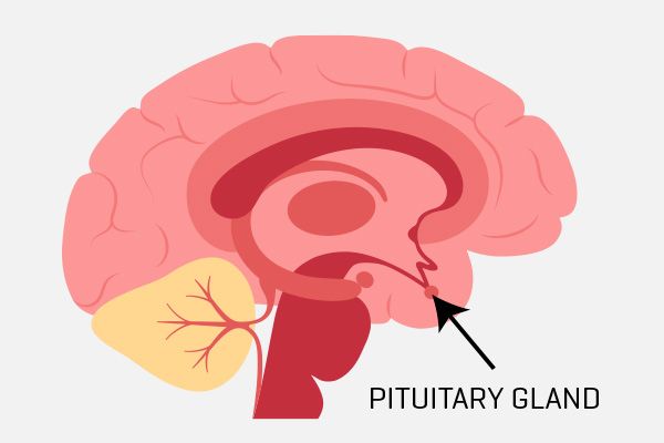 Pituitary Gland
