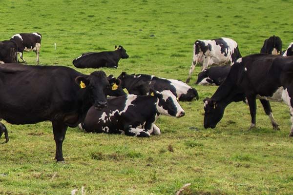 blog-images-local-grass-fed-cows