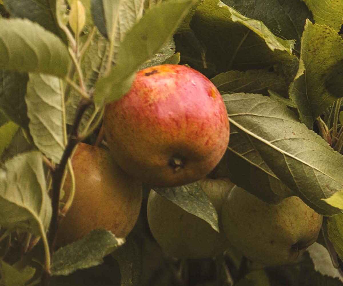 Apples in a tree