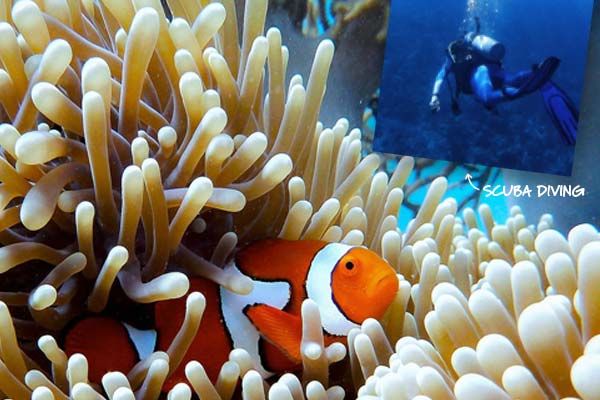 Great Barrier Reef, Queensland