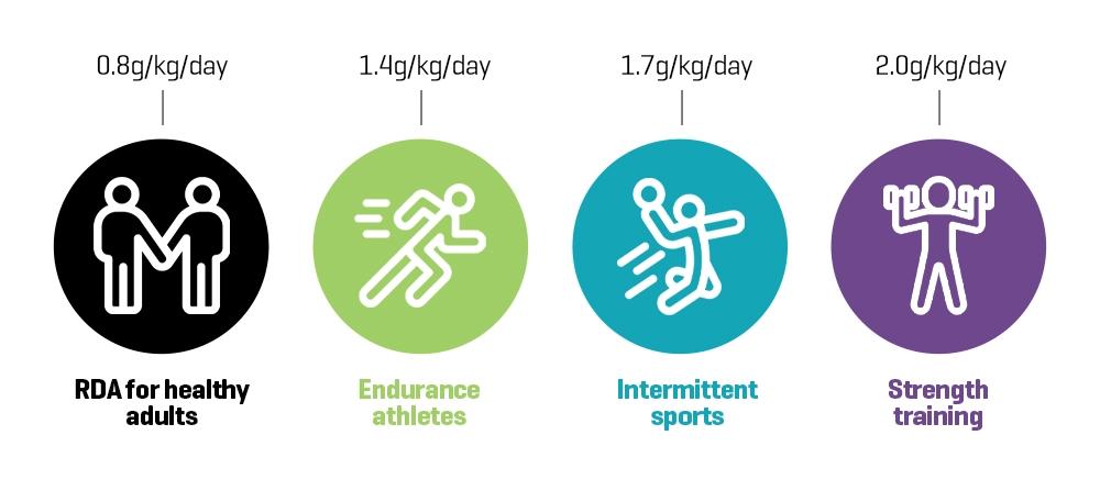 Daily protein intake adults endurance athletes sports strength